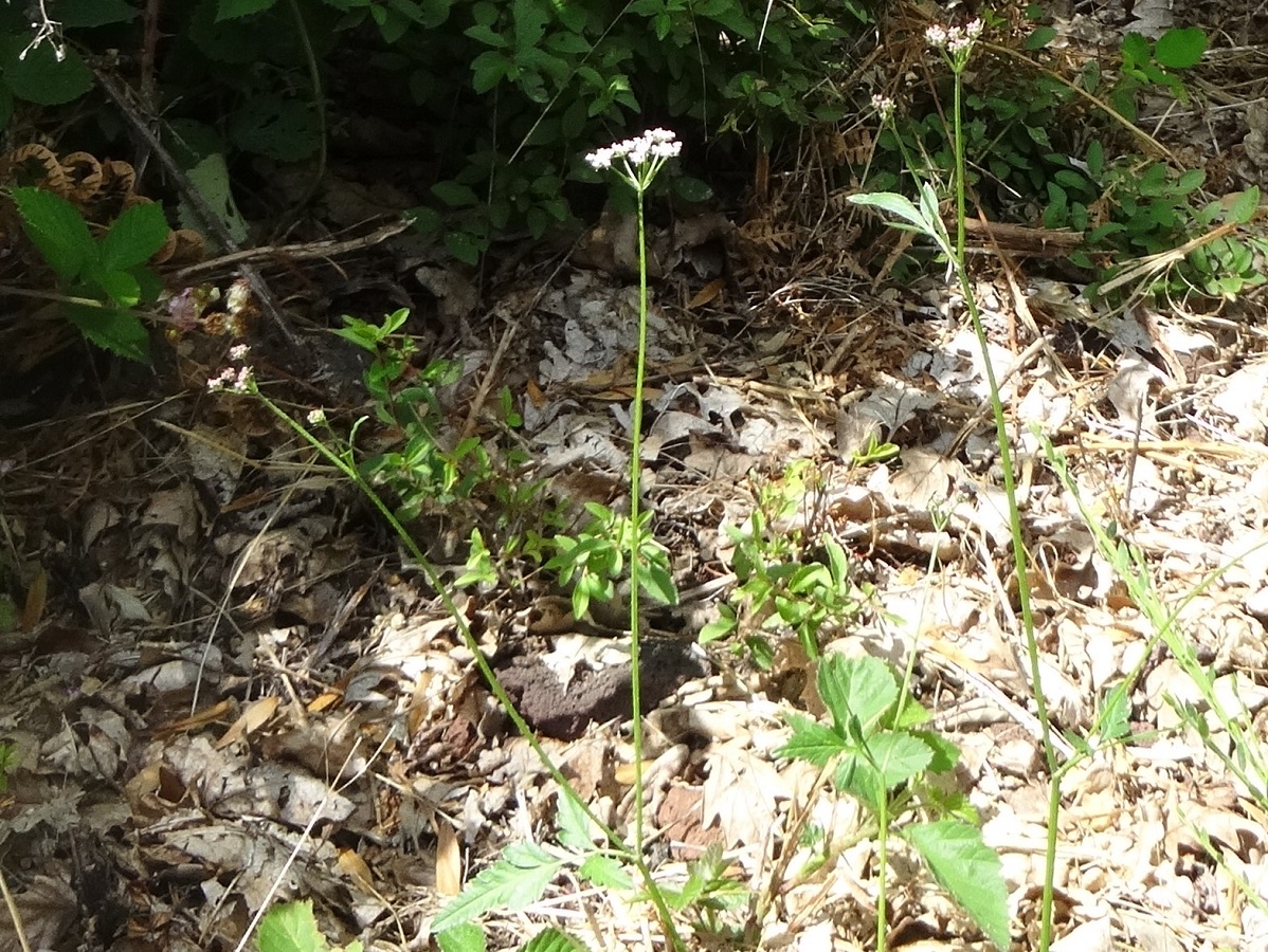 Torilis japonica subsp. japonica (Apiaceae)